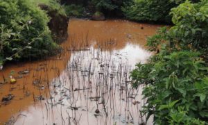 Santé et environnement en Guinée